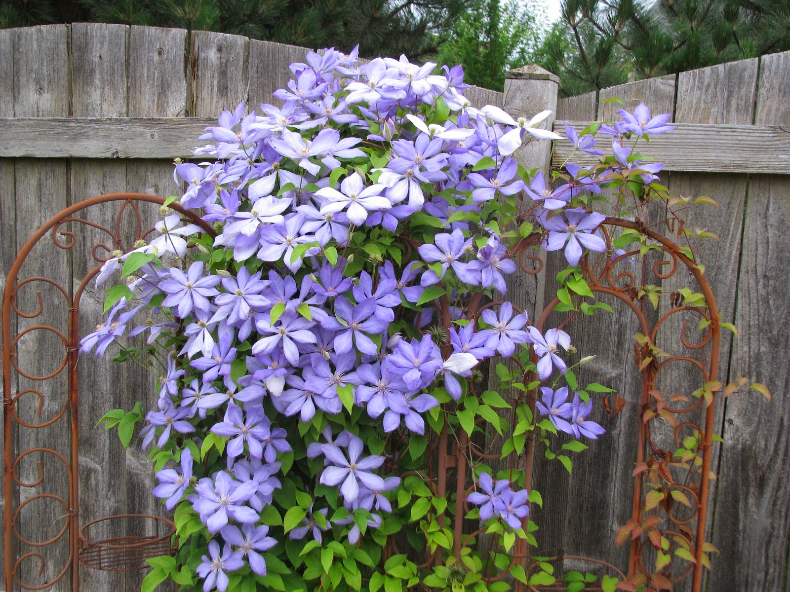 Clematis 'Mrs. Cholmondeley'